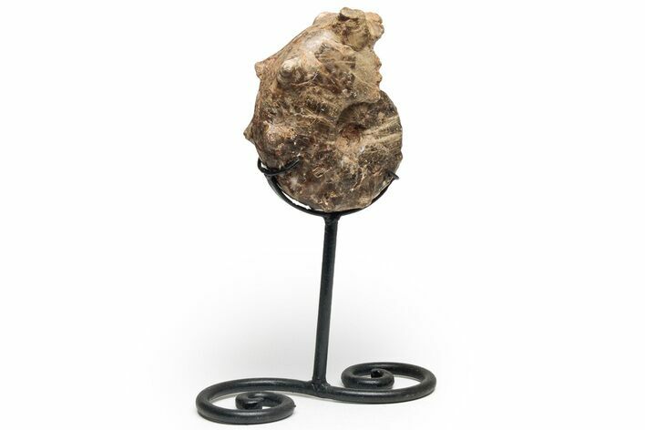 Cretaceous Ammonite (Mammites) Fossil with Metal Stand - Morocco #217430